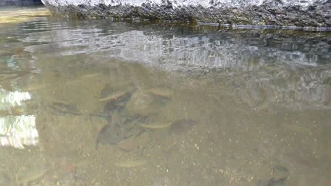 Footage of diving with fish Stock Footage 135432239