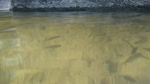 Footage of diving with fish Stock Footage 135432261