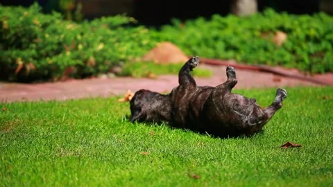 Footage of dog grass background Stock Footage 157307057