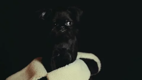 Footage of dog hat dark background Stock Footage 147490707