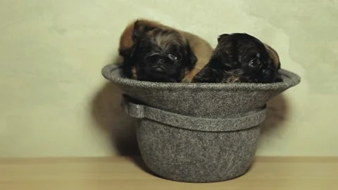 Footage of dog hat sharp wall background Stock Footage 148212426