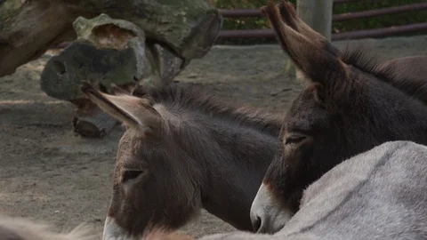 Footage of donkeys Stock Footage 120701517