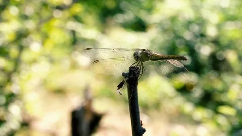 Footage of a dragonfly in summer forest Stock Footage 322118046
