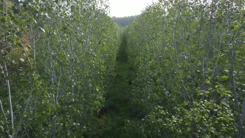 Footage from a drone flying close between trees Video stock 228675826