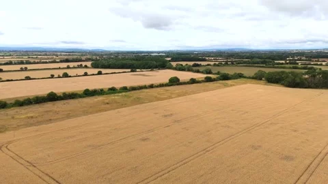 Footage of Drone wheat field 2 on a UK farm during harvest season, showing agric Stock Footage 321754325