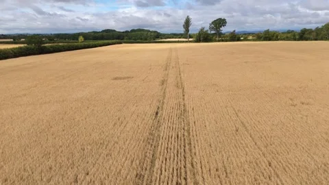Footage of drone wheat field 3 on a UK farm during harvest season, showing agric Stock Footage 321754345