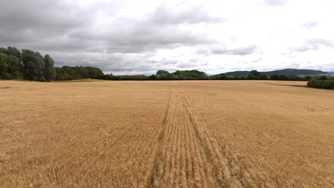 Footage of Drone wheat field on a UK farm during harvest season, showing agricul Stock-Footage 321754341
