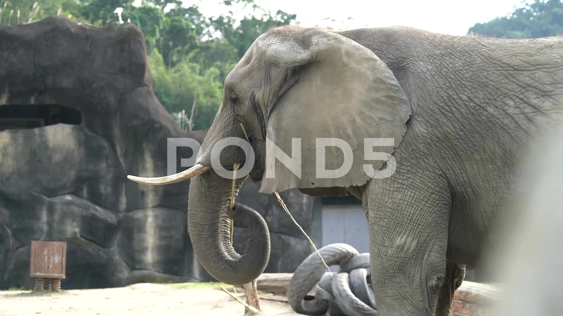 Footage of Elephant The Largest Land Ani... | Stock Video | Pond5