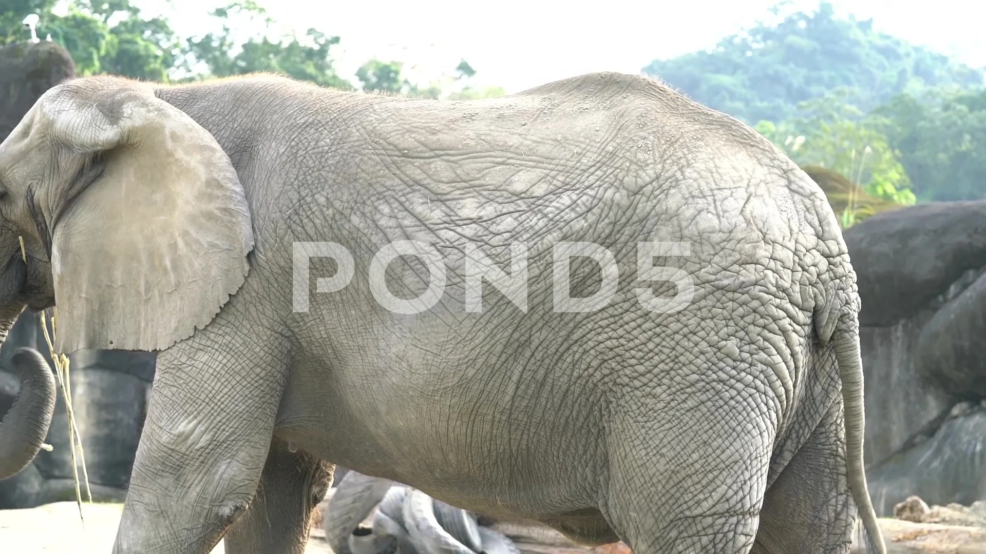 Footage of Elephant The Largest Land Ani... | Stock Video | Pond5 Footage of Elephant The Largest Land Ani... | Stock Video | Pond5