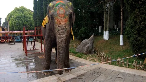 Footage of elephant waiting to performance. Stock-Footage 104883035