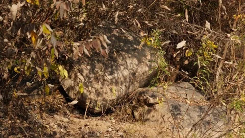 Footage of falling leaves from tree, Falling of dry leaves from tree 動画素材 151898426