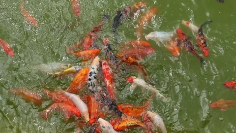 Footage fancy carp fish, mirror carp fish, koi crap fish. Stock Footage 79343703