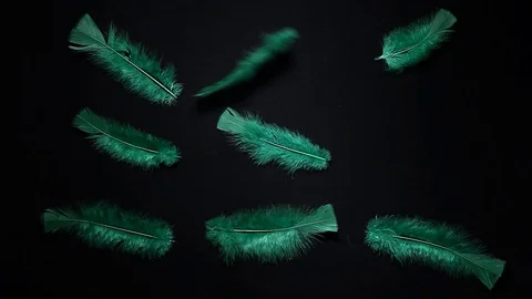 Footage of feather dark background Stock Footage 128640787