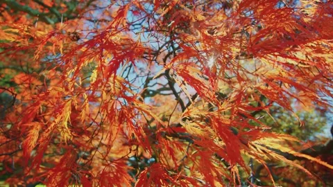Footage features a Japanese Maple tree (Acer palmatum), known for its vibrant fo Stock Footage 304240900