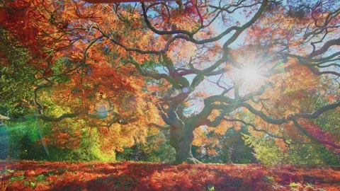 Footage features a Japanese Maple tree (Acer palmatum), known for its vibrant fo Stock Footage 304243197