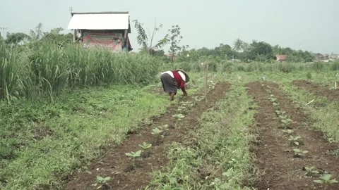 Footage of a female farmer working in the fields Stock-Footage 256198150