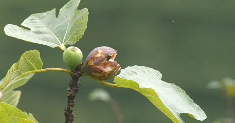 Footage of Fig Fruit on Branch Stock Footage 331715503