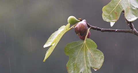 Footage of Fig Fruit on Branch Stock Footage 332163440