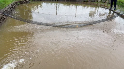 Footage of fish being caught with a net in a small pond. Video stock 293141948