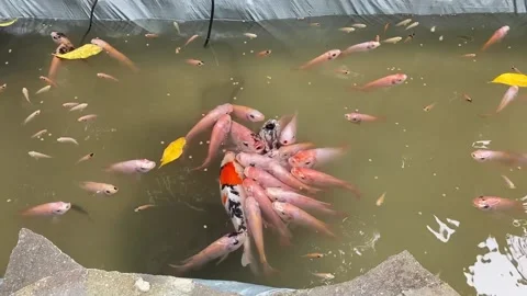 Footage of fish Video stock 218343800