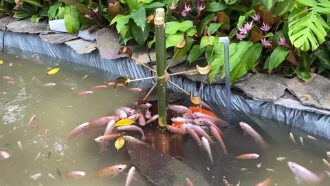 Footage of fish Video stock 218343802