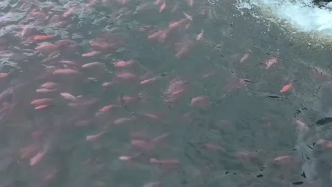 Footage  Fish Stock Footage 231426196