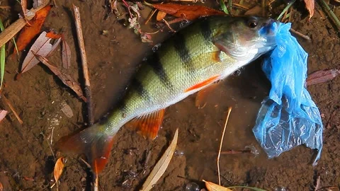 Footage of fish garbage ground  Stock Footage 140724312