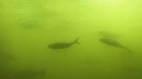 Footage of Fish Viewing Window with Salmon Migration Stock Footage 317343453