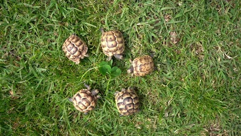 Footage of five young hermann turtles eating fresh clover on green lawn Stock Footage 156821229