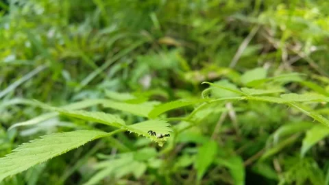 Footage of flies in the forest. Stock Footage 205043395