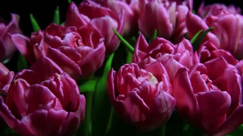 Footage of flower dark background Stock Footage 145191493