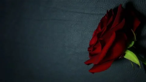 Footage of flower dark background Stock Footage 145195742