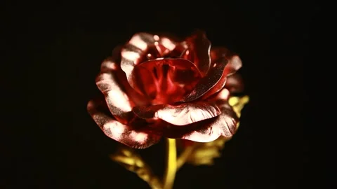 Footage of flower dark background Stock Footage 304731239