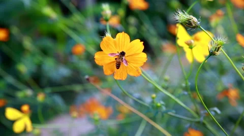Footage of flower with honey bee in garden Stock Footage 59136139