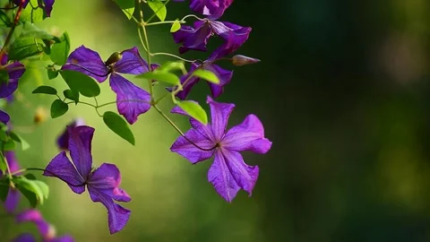 Footage of flower tree background Stock Footage 136900245