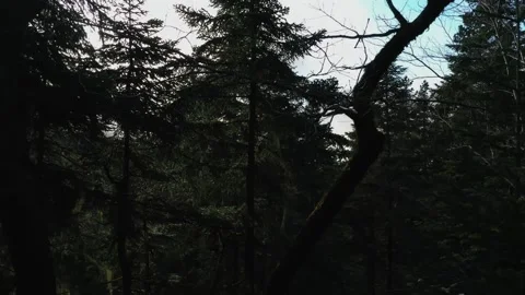 Footage of the forest with the camera moving upwards Stock Footage 184949068