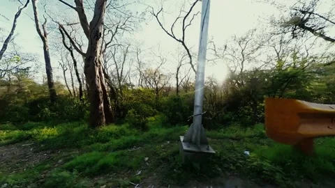 Footage of forest Captured Stock Footage 172492090