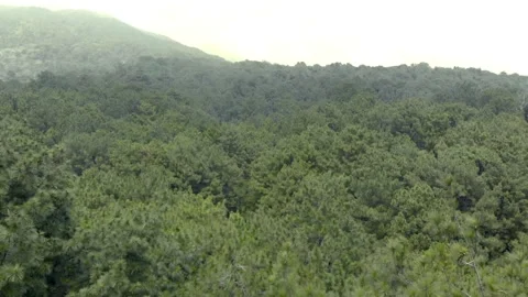 Footage forest Video stock 186710844