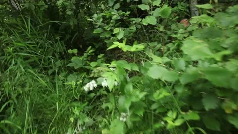 Footage of the forest grass Stock Footage