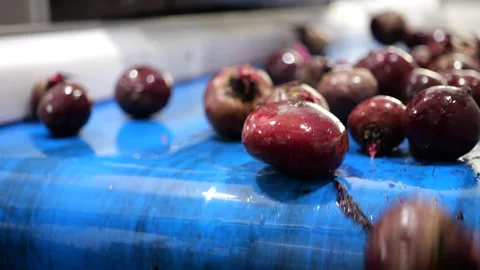 Footage of fruit processing industry. Beet on a conveyor belt are Stock Footage 241218257