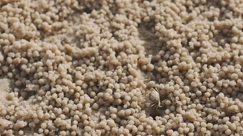 Footage of Ghost crab or Ocypode ceratophthalmus eating plankton by filteri.. Video stock 263018637