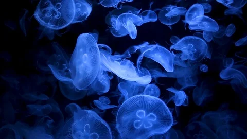 Footage with glowing medusas Stock Footage