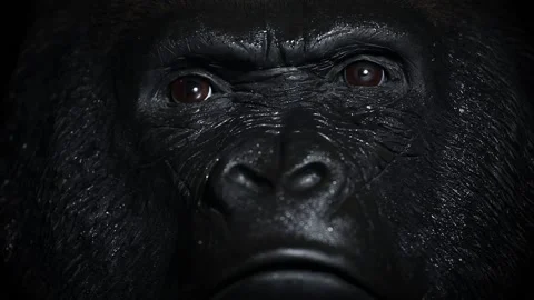 Footage of gorilla face dark background Video stock 185445954