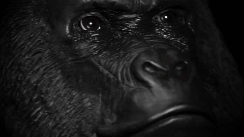 Footage of gorilla face dark background Stock Footage 185469805