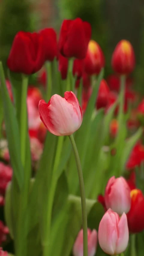 Footage of Gradient Red and Pink Parrot Tulip Blooming in the field Stock-Footage 317399893