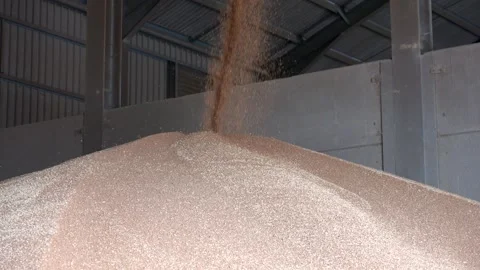 Footage of grain falling wheat store on a UK farm during harvest season, showing Stock Footage 321754282