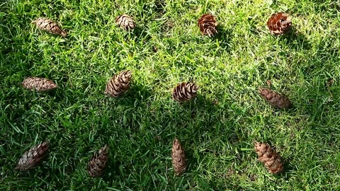 Footage of grass cone tree shadow Stock Footage 133573073
