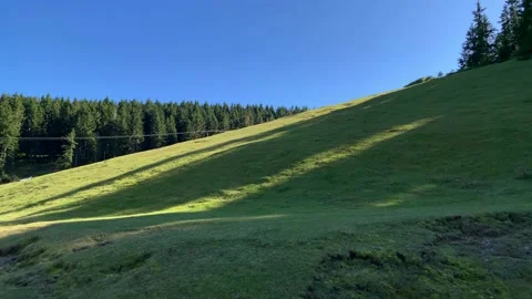 Footage of grass field and pine forest trees captured at a high mountain Stock Footage 139234841