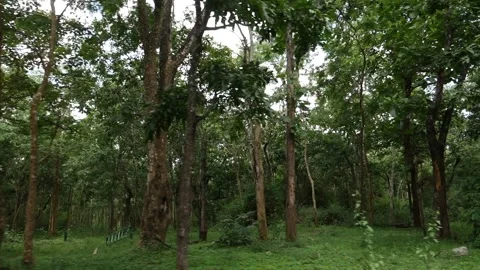 Footage of green forest, Inside view of green forest Vidéo 156960950