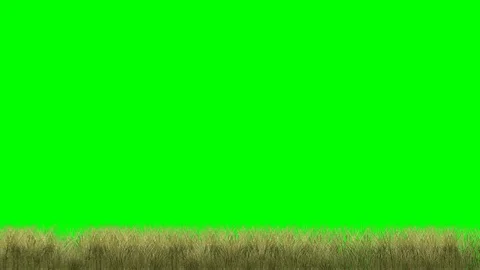 Footage green grass Stock Footage 83264427